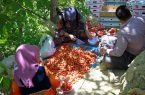 صنایع تبدیلی حلقه مفقوده توت‌فرنگی کردستان