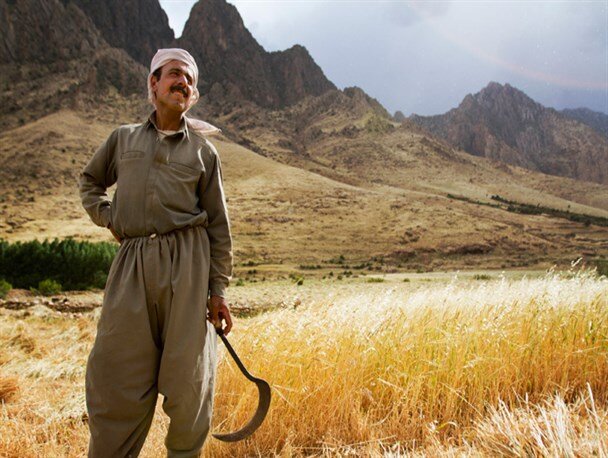 کشاورزان کردستانی در انتظار پرداخت مطالبات گندم