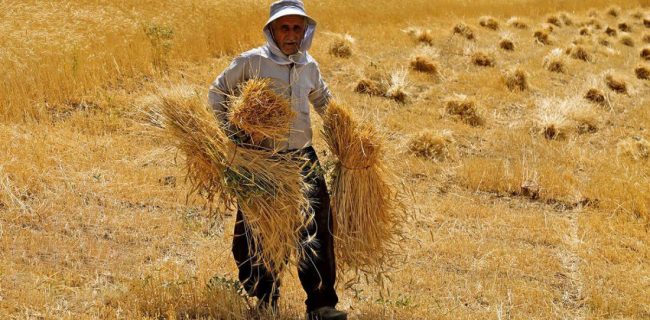 پاس طلایی دولت به خودکفایی در تولید گندم