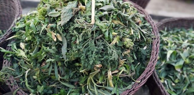 نبض طبیعت در دست چیدن بی‌رویه