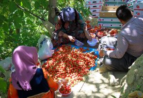 صنایع تبدیلی حلقه مفقوده توت‌فرنگی کردستان
