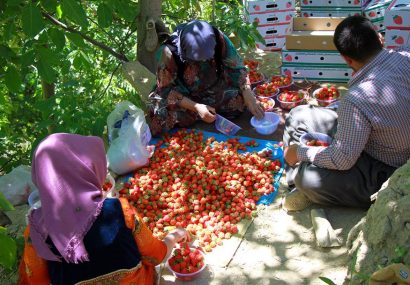 صنایع تبدیلی حلقه مفقوده توت‌فرنگی کردستان