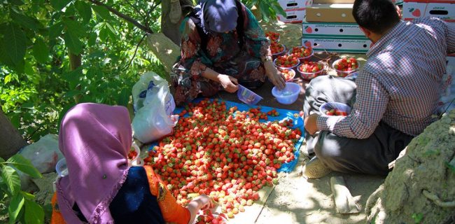 صنایع تبدیلی حلقه مفقوده توت‌فرنگی کردستان