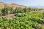 ۸۰۰ هکتار از زمین‌های کشاورزی شهرستان سنندج آبی شد