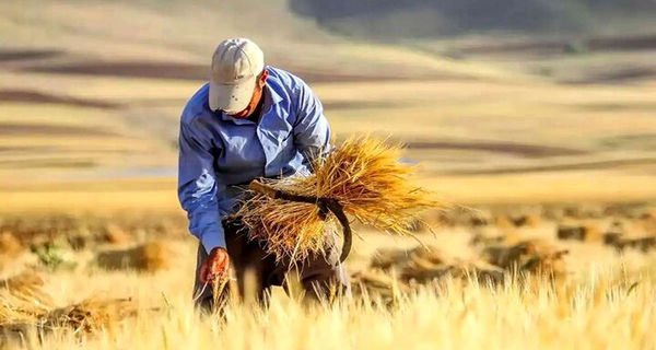 ۷۵ درصد مطالبات گندم کاران در کردستان پرداخت شد