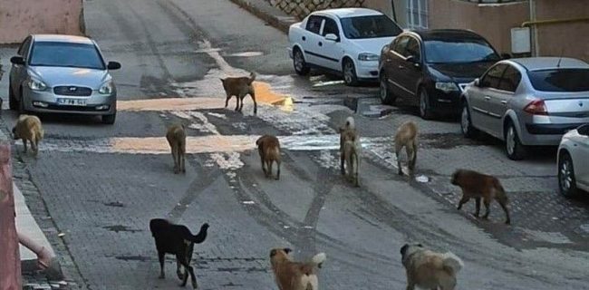 سگ‌های بلاصاحب چالش خاموش خیابان‌های سنندج