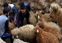 شناسایی ۴۲ کانون تب برفکی در کردستان