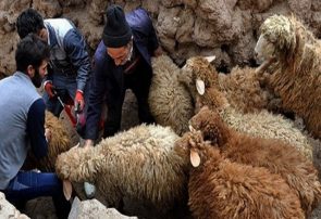 شناسایی ۴۲ کانون تب برفکی در کردستان