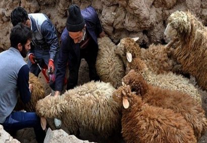 شناسایی ۴۲ کانون تب برفکی در کردستان