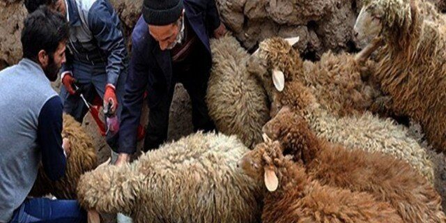 شناسایی ۴۲ کانون تب برفکی در کردستان شناسایی ۴۲ کانون تب برفکی در کردستان