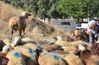 اجرای طرح نظارت رایگان بر ذبح دام‌های قربانی در کردستان