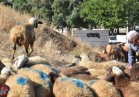 اجرای طرح نظارت رایگان بر ذبح دام‌های قربانی در کردستان