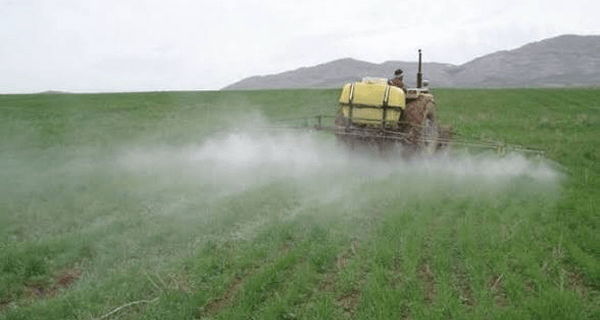 سن و علف هرز؛ دو تهدید جدی برای گندم